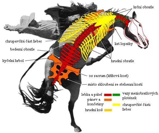 Kloubový model v ohnutí
