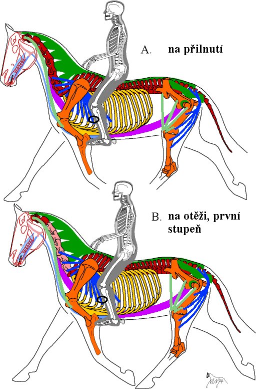 Na přilnutí x Na otěži