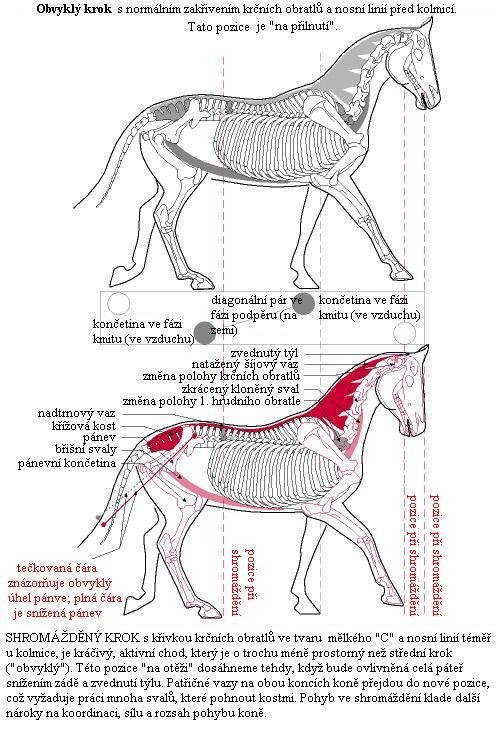 Studie: srovnání obvyklého a shromážděného kroku