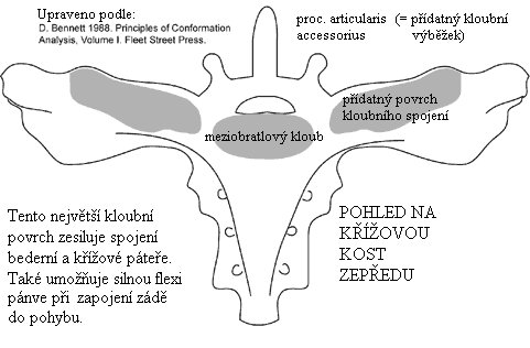 Pohled na křížovou kost zepředu - obr. D