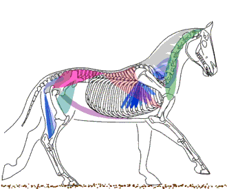 Letmý přeskok - animace