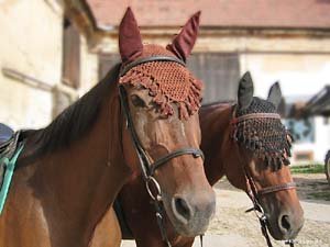 ilustrační foto ilustrační foto