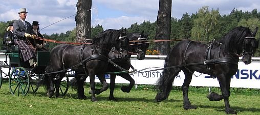 fríský einhorn fríský einhorn