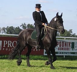 Helena Vrbická na fríské klisně Reina B