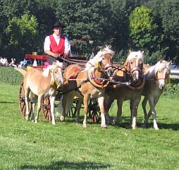 zápřah haflingů s hříbaty