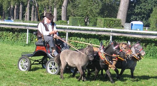 miniaturní koně pana Sádla miniaturní koně pana Sádla