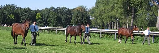 muráňští norikové muráňští norikové