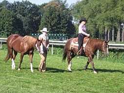 představení westernových koní