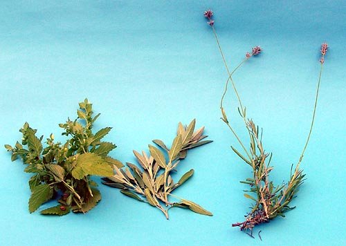 obr. 3 - čerstvé byliny