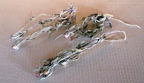 obr. 4 - byliny, schnoucí neporcované