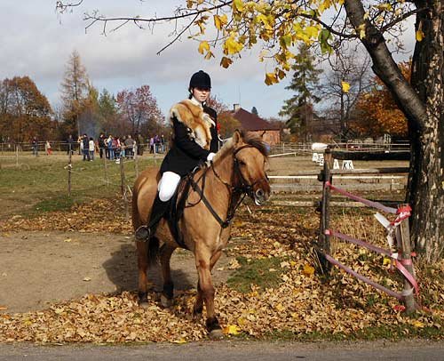 Hubertova jízda - liška