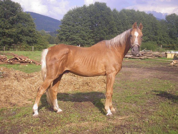 333 Almhirt týnský - Červánek