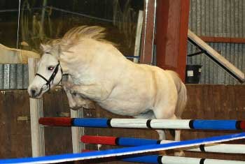 Skok ve volnosti – welsh mountain pony Dollom Starlight Skok ve volnosti – welsh mountain pony Dollom Starlight