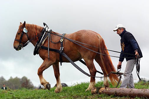 ovladatenost v kládě