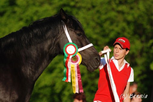 Supreme - vicešampion