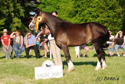 Vicešampion mladých