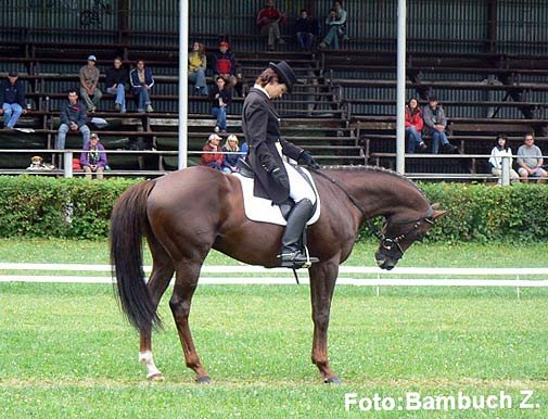 CIC* - Dvořáková - Damon CIC* - Dvořáková - Damon