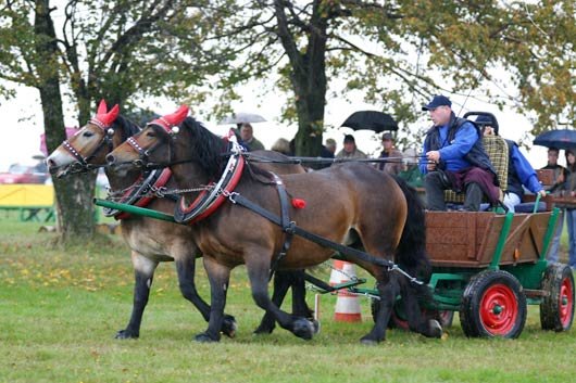 Jaroslav Petřek - Sasanka a Rula