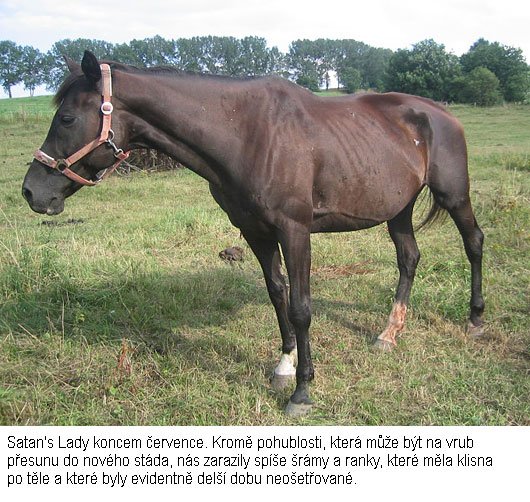 Satan's Lady koncem července. Kromě pohublosti, která může být na vrub přesunu do nového stáda, nás zarazily spíše šrámy a ranky, které měla klisna po těle a které byly evidentně delší dobu neošetřované. Satan's Lady koncem července. Kromě pohublosti, která může být na vrub přesunu do nového stáda, nás zarazily spíše šrámy a ranky, které měla klisna po těle a které byly evidentně delší dobu neošetřované.