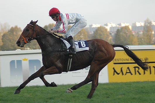 Oligarch s žokejem Jiřím Chaloupkou vítězí v Ceně prezidenta republiky. (foto: Jiří Kurzweil) Oligarch s žokejem Jiřím Chaloupkou vítězí v Ceně prezidenta republiky. (foto: Jiří Kurzweil)