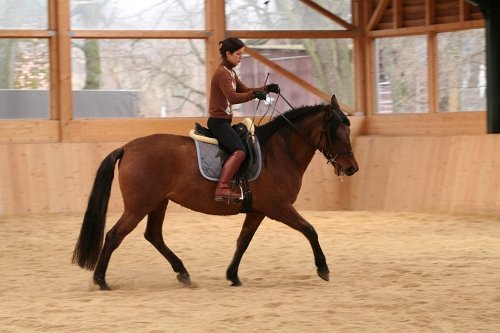 Uvolnění huby vytažením udidla do koutků ze sedla – zde je vidět přehnaná reakce koně