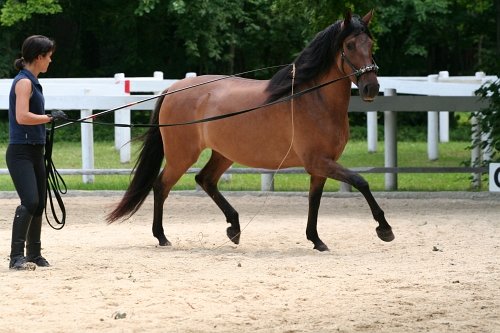 Při lonžování Philippe Karl odmítá jakékoli pomocné otěže
