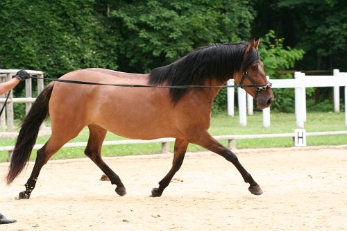 Umí natáhnout kroky! Zatím bez jezdce…