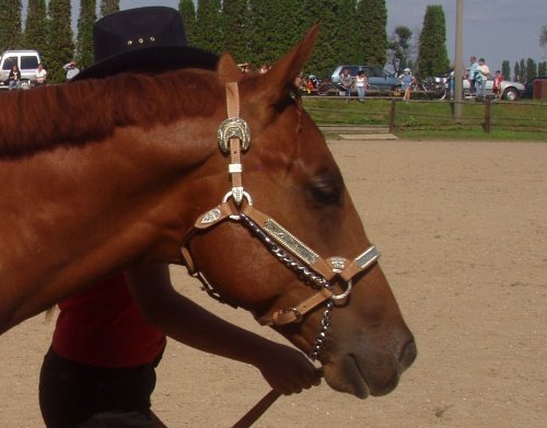 Zdobená kožená ohlávka, vodítko s řetízkem.