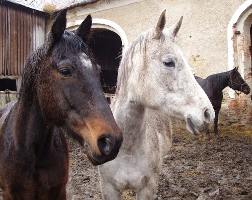 koně z útulku Regália
