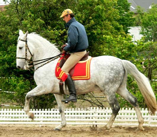 ukázka drezurní jízdy Mariana Rodena