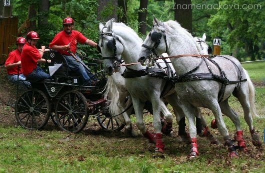Petr Vozáb, reprezentující NH Kladruby nad Labem