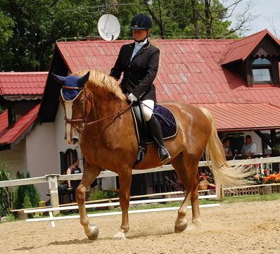 Vendula Kabotová - Shagya