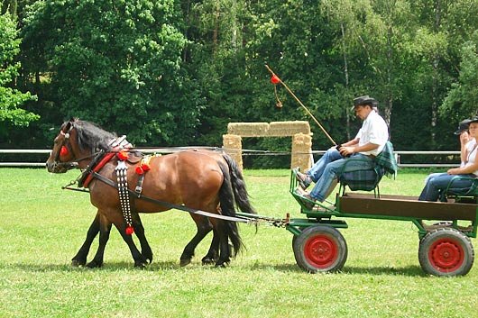 Den chladnokrevných koní Třešť 2008