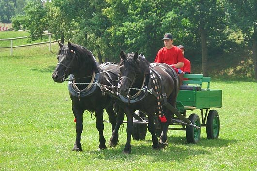 Den chladnokrevných koní Třešť 2008