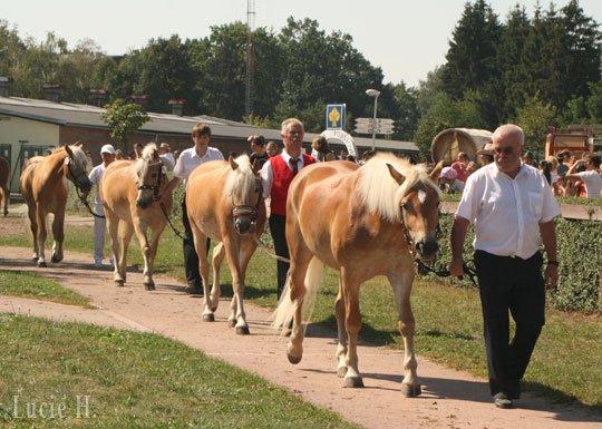 Tří- a čtyřleté klisny