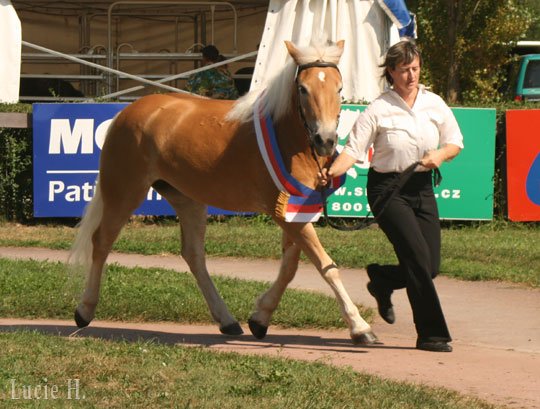 Šampionka Galanka po 659 Norek