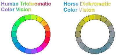 spektrum vnímání barev člověka a koně