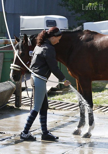 Jezdci se o své koně starají dobře...