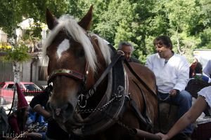 osmiletý slezský norik