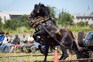 Karel Svrček, Borek a Květa