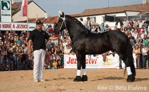 fríský kůň