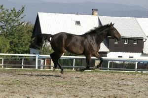 anglický plnokrevník