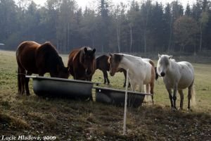 Koně na pastvině...
