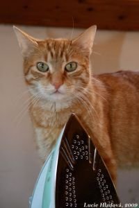 Kočka domácí :o)