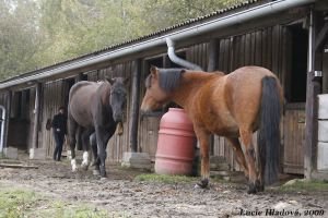 Před stájí...