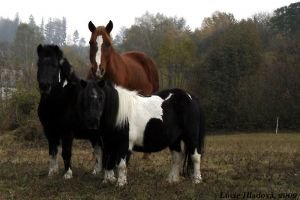 Nejstarší a nejmenší Lulu se svojí partou