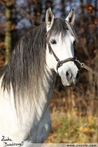 hřebec Cortesano XVII - portrét