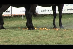 Policejní koně - tolerance ohně