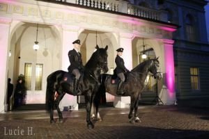 Český kůň na Žofíně