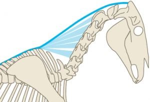 deska šíjového vazu podporuje krk